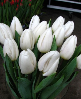 тюльпан 041 приймаються заявки на всі сорти