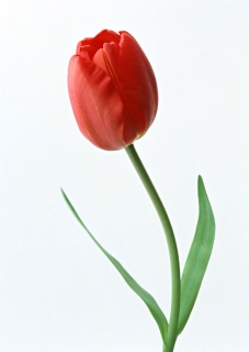 тюльпан 022 приймаються заявки на всі сорти