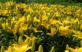 LEMON PIXIE ПРИЙМАЮТЬСЯ ЗАЯВКИ НА ВСІ СОРТИ