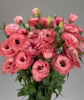 еустома 13 заявки приймаються на всі сорти