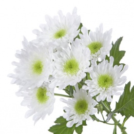 Хризантема кущова