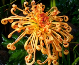 ХРИЗАНТЕМА КРУПНОЦВІТКОВА 07