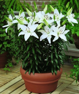 ЛІЛІЯ ГОРШЕЧНА БІЛА АЗІАТСЬКА
