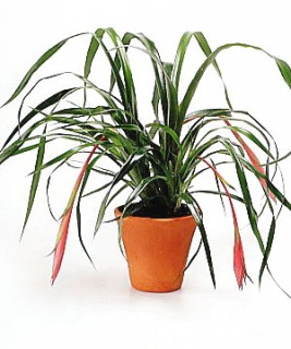 Більбергія