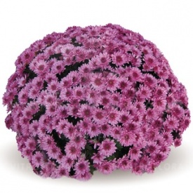 ХРИЗАНТЕМА ГОРШЕЧНА ДРІБКОКВІЛЬНА 06