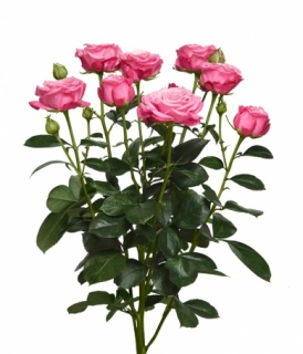 ЛЄДІ БОМБАСТИК