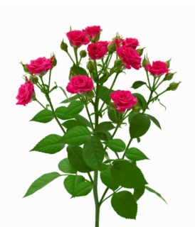 ЛАВЛІ ЛІДІЯ