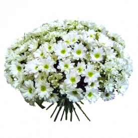 Хризантеми ромашкові