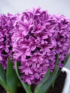 ГІАЦИНТ Міс Сайгон