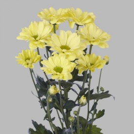 Бакарді Крем 07