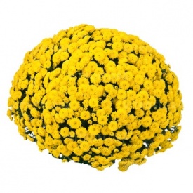 ХРИЗАНТЕМА ГОРШЕЧНА ДРІБНЕКВІЛЬНА 02