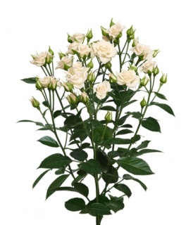 КРЕМ ГРАЦІЯ