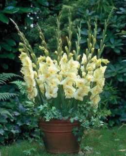 ГЛАДІОЛУС 01