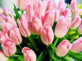 тюльпан 058 приймаються заявки на всі сорти