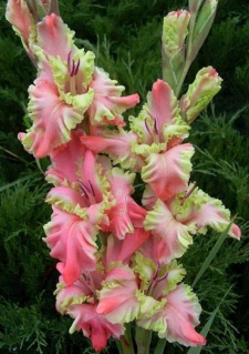 ГЛАДІОЛУС 24 ЗАЯВКИ ПРИЙМАЮТЬСЯ НА ВСІ СОРТИ