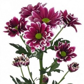 ХРИЗАНТЕМА 01 опт 18 роздріб від 25