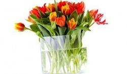 Зрізані квіти