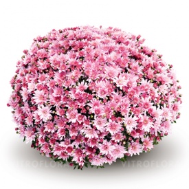 ХРИЗАНТЕМА ГОРШЕЧНА ДРІБНОКВІЛЬНА 08