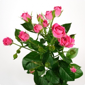 Лавлі Лідія спрей