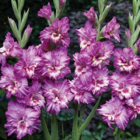 ГЛАДІОЛУС 18