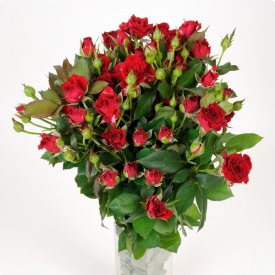 Іветт спрей