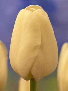 тюльпан 045 приймаються заявки на всі сорти