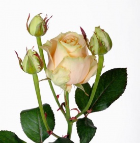 Піч Аваланч спрей