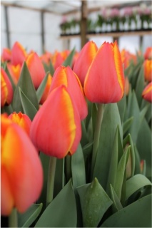 тюльпан пекло рем