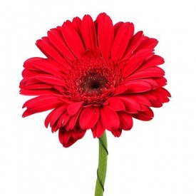 Гербера червона