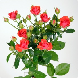 Ванесса спрей