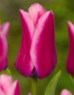 тюльпан 030 приймаються заявки на всі сорти