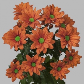 ХРИЗАНТЕМА Гілка 25 ПРИЙМАЮТЬСЯ ЗАМОВЛЕННЯ НА ВСІ СОРТИ