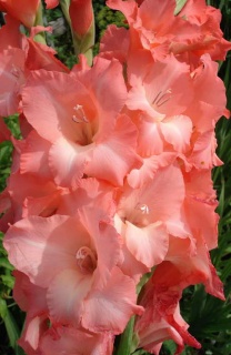 ГЛАДІОЛУС 15