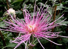 ХРИЗАНТЕМА КРУПНОКВІЛЬНОВА 05