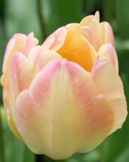 тюльпан 055 приймаються заявки на всі сорти