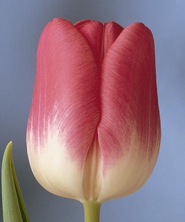 тюльпан 032 приймаються заявки на всі сорти