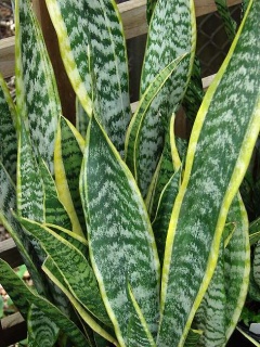 САНСЕВІЄРІЯ