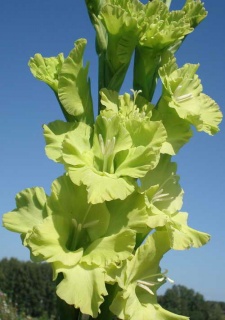 ГЛАДІОЛУС 09