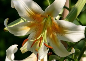 ЛІЛІЯ 020 ПРИЙМАЮТЬСЯ ЗАЯВКИ НА ВСІ СОРТИ