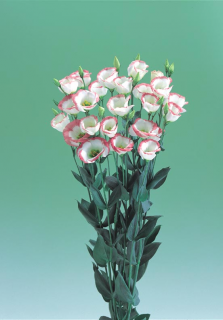 еустома 15 заявки приймаються на всі сорти