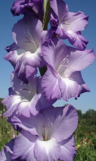 ГЛАДІОЛУС 08