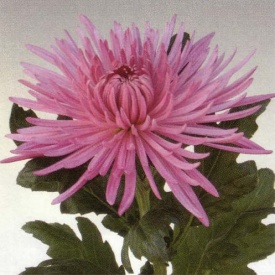 Хризантема