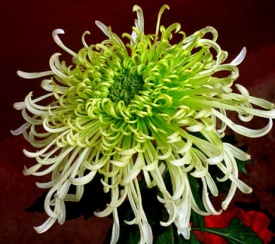 ХРИЗАНТЕМА КРУПНОЦВІТКОВА 33