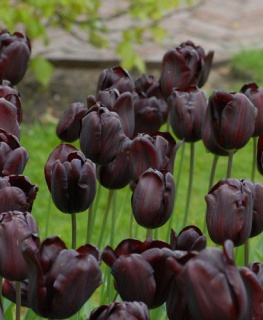 тюльпан 052 приймаються заявки на всі сорти