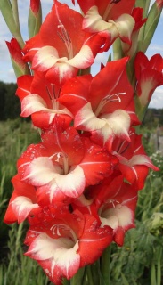 ГЛАДІОЛУС 17