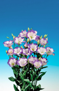 еустома 14 заявки приймаються на всі сорти