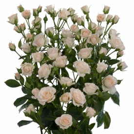 Крем Грація спрей