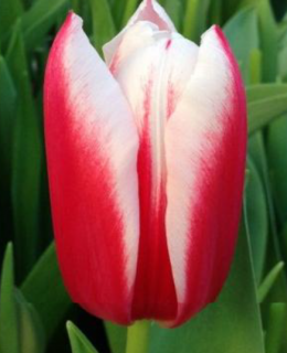 тюльпан 035 приймаються заявки на всі сорти