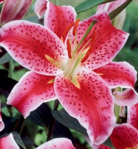 BLACK TIE ПРИЙМАЮТЬСЯ ЗАЯВКИ НА ВСІ СОРТУ