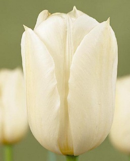 тюльпан 053 приймаються заявки на всі сорти